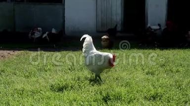 公鸡走在农村院子里。 家禽饲养场内的鸡只